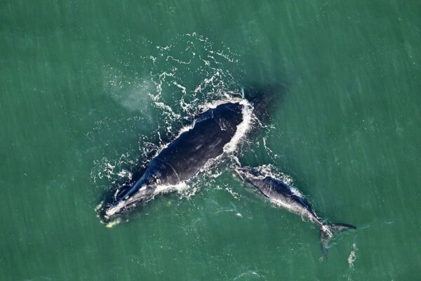 Right Whale Festival
